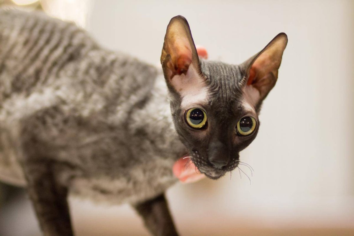 Сфинкс Корниш рекс