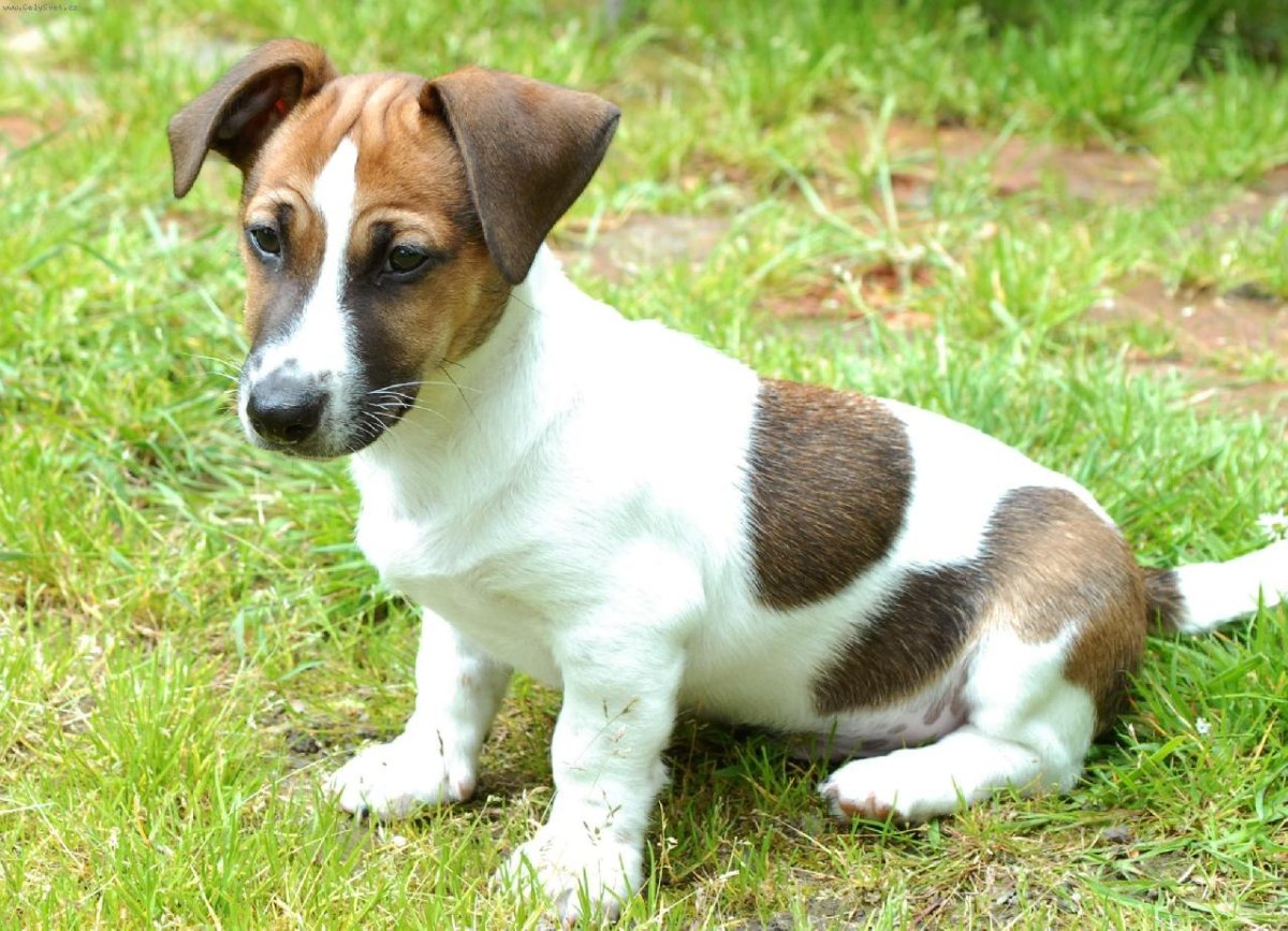 Рекс Джек Рассел