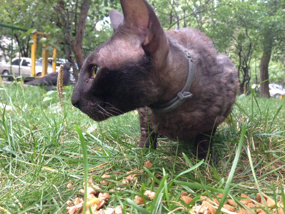 Порода рекс булер собаки