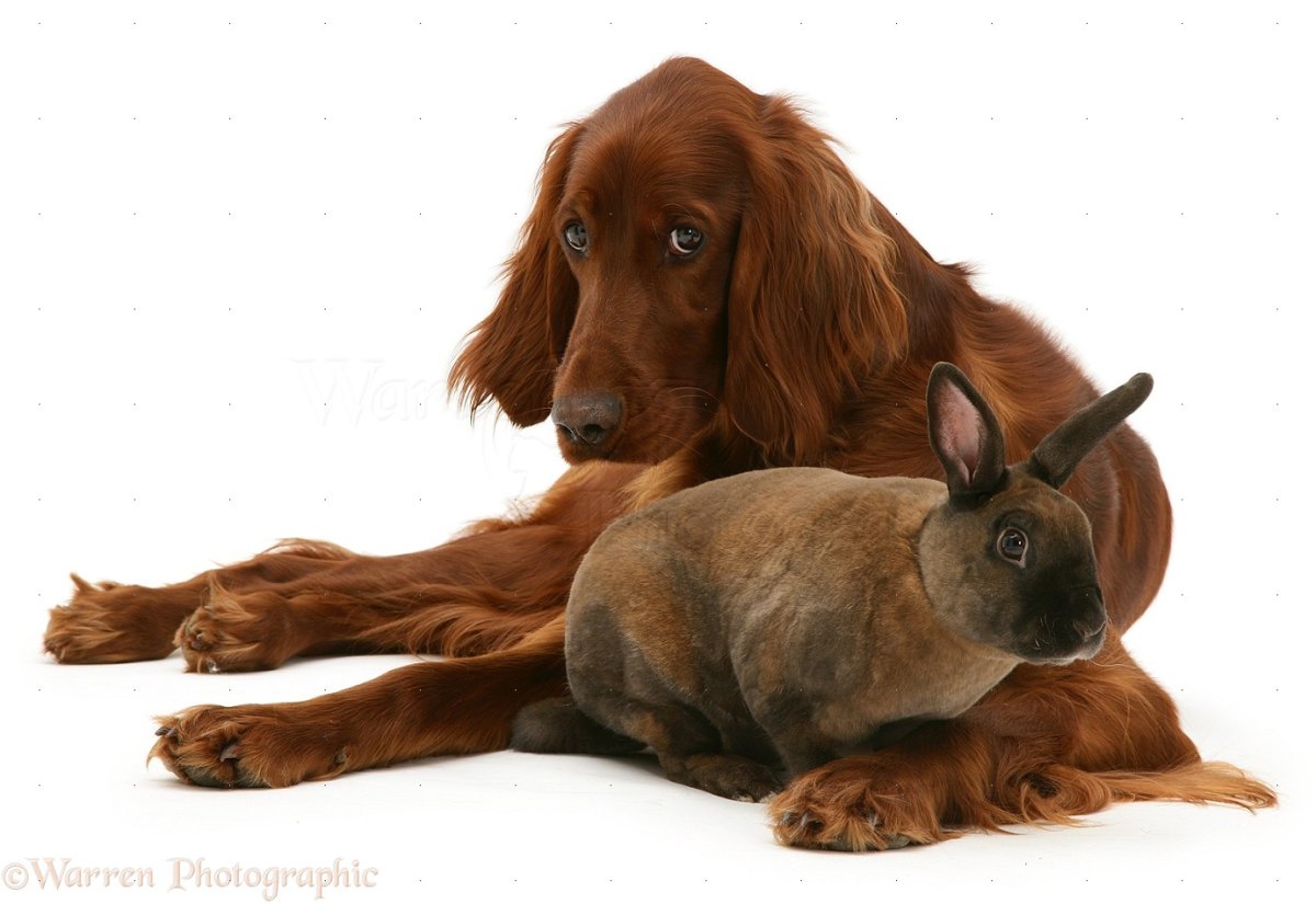 Rabbit and redhead Dog photo