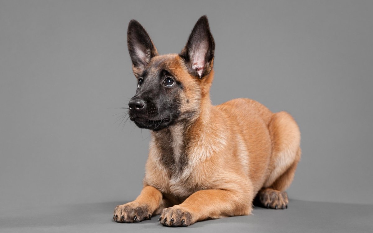 Собака на однотонном фоне