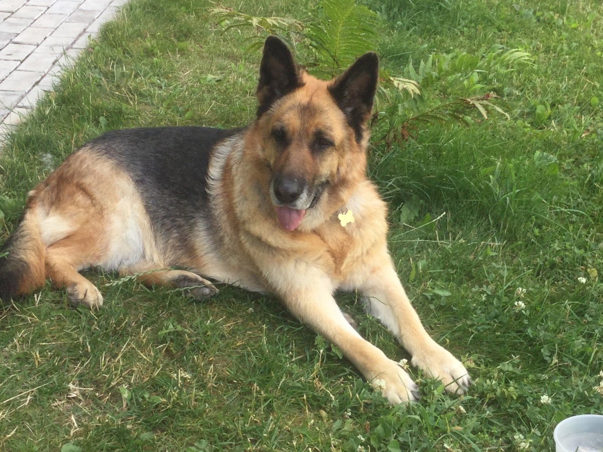 Овчарка рекс