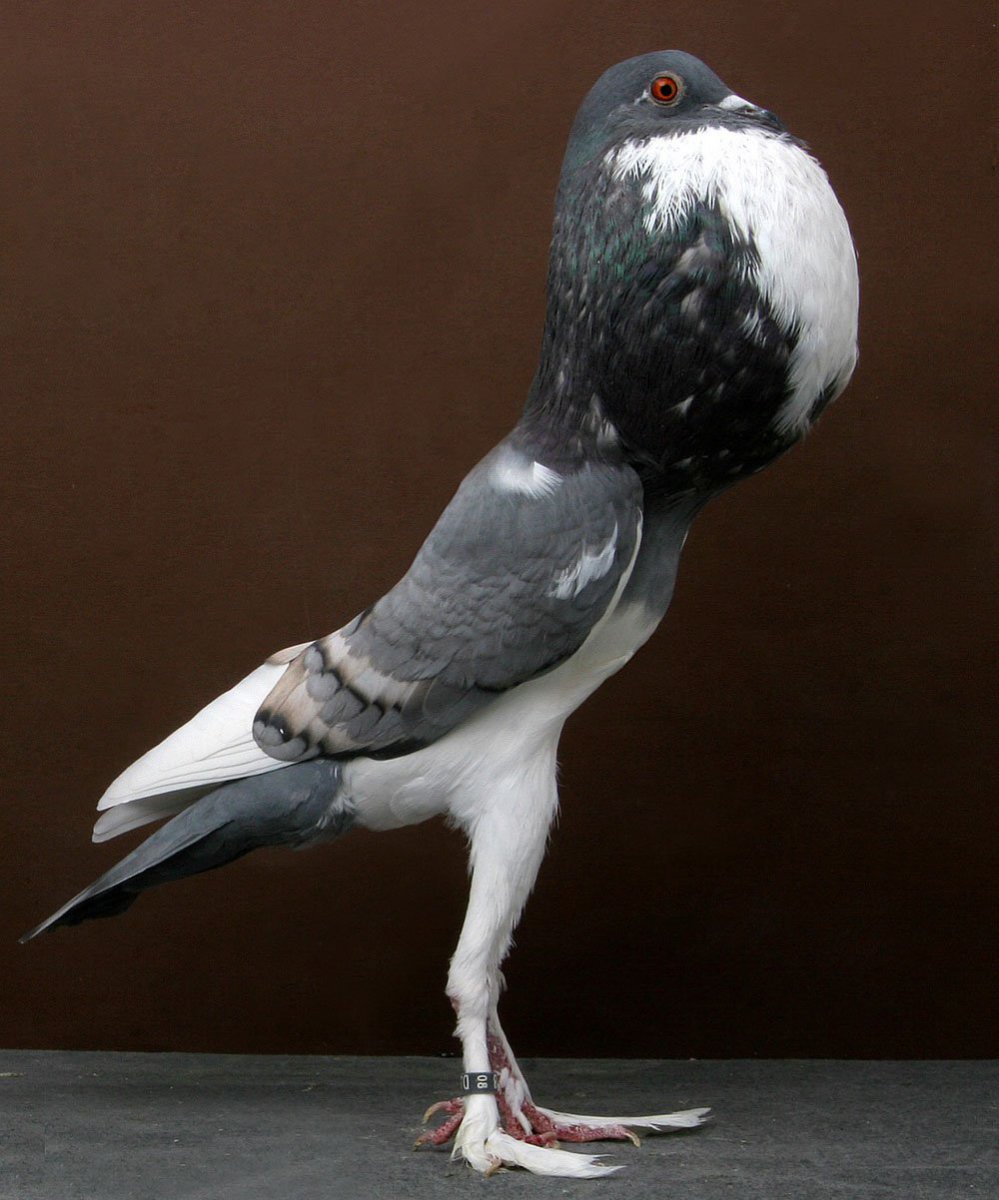 Голуби разных пород