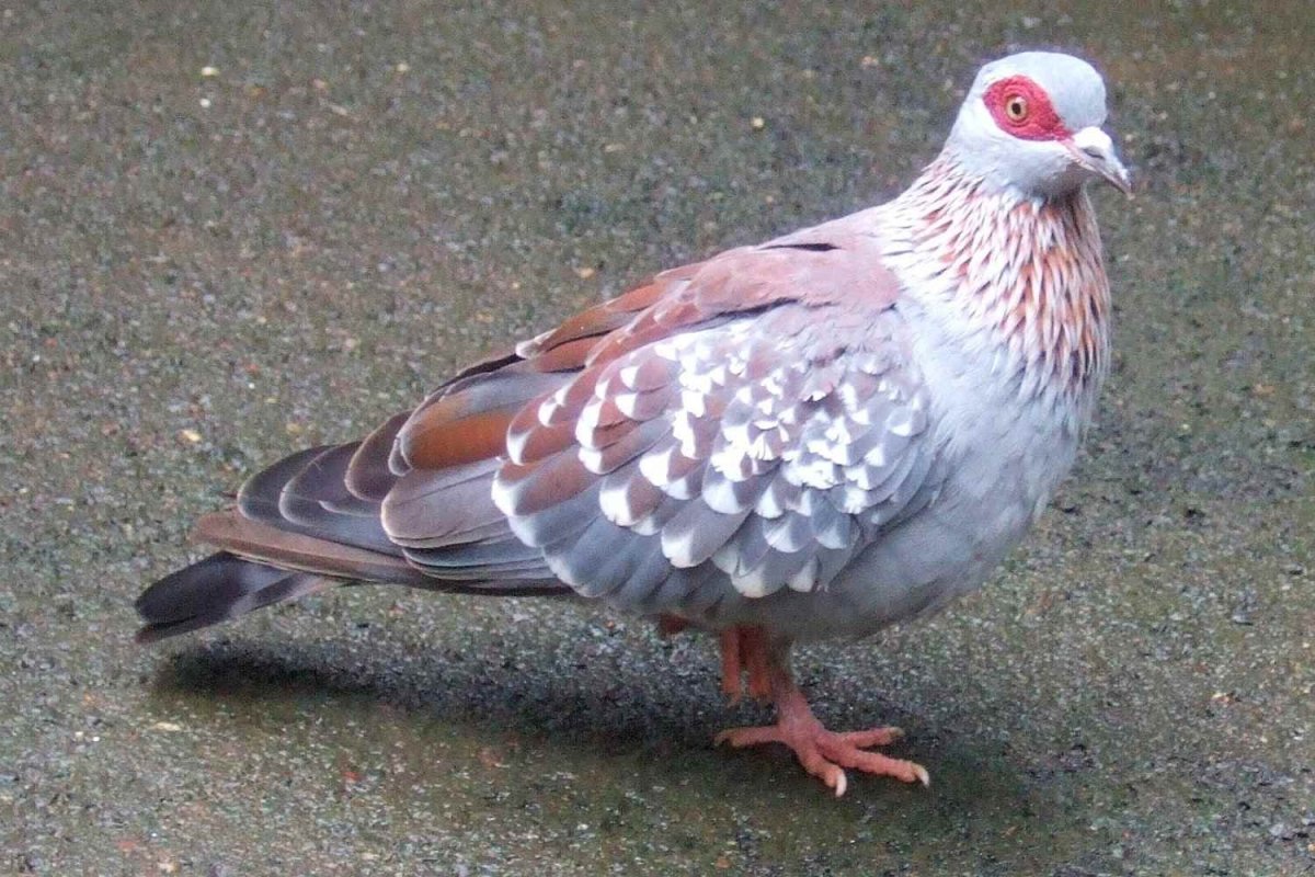 Милые голуби