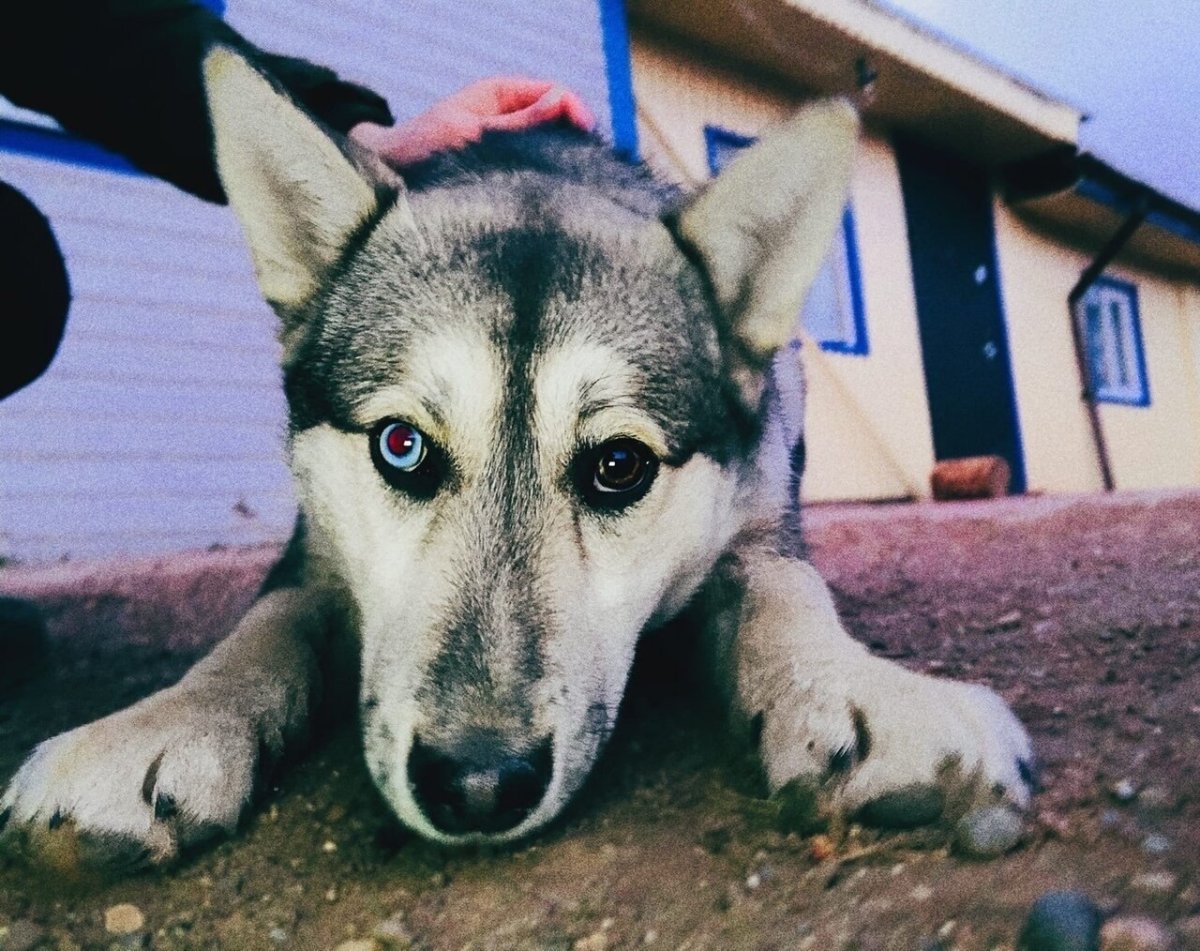 Бенгальская хаски Уфа