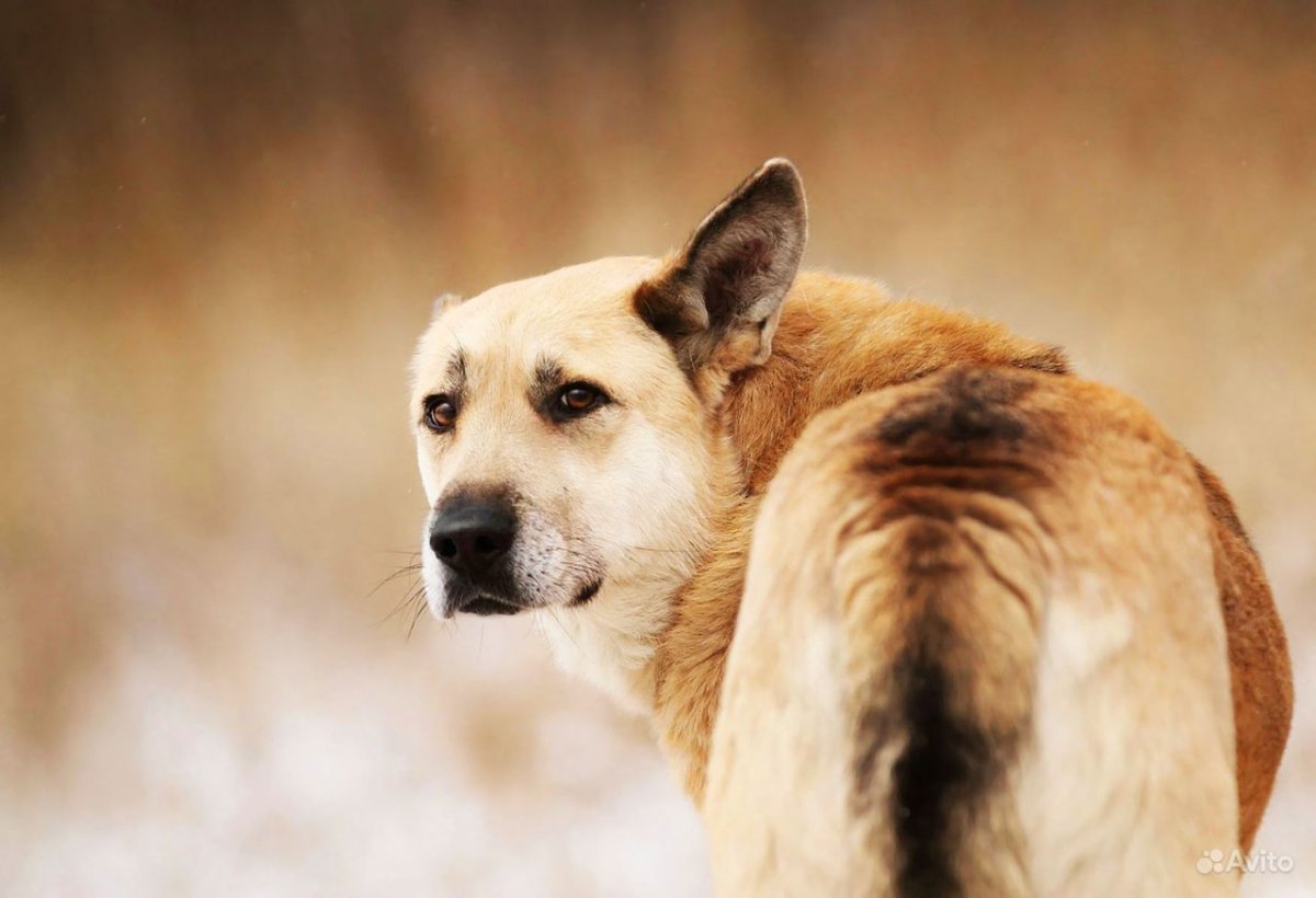 Большая собака рекс