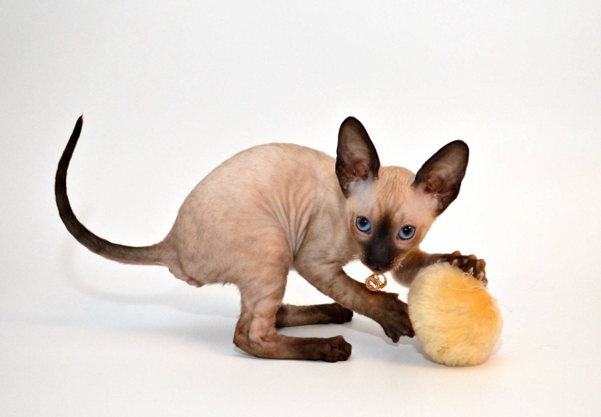 Корниш рекс кошка