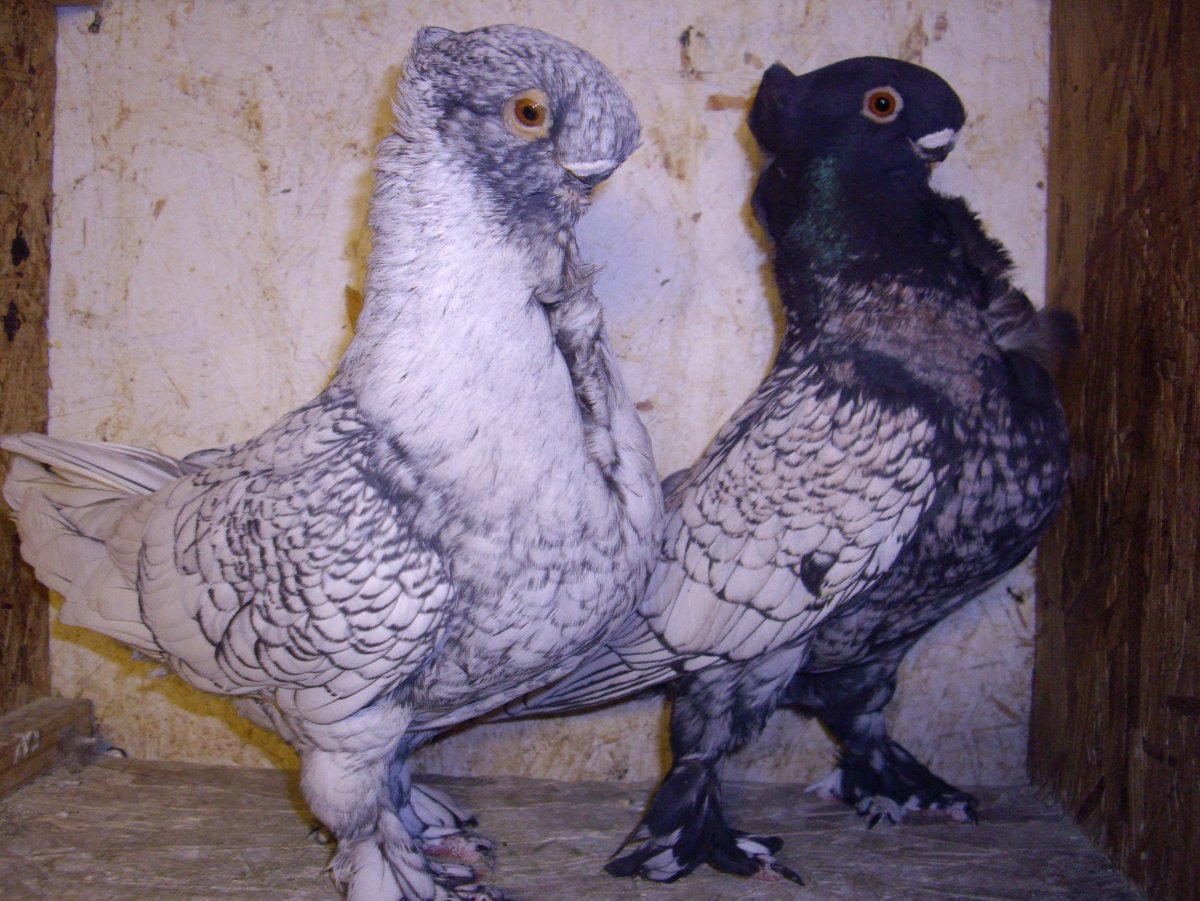 Голубь породы Жаворонок