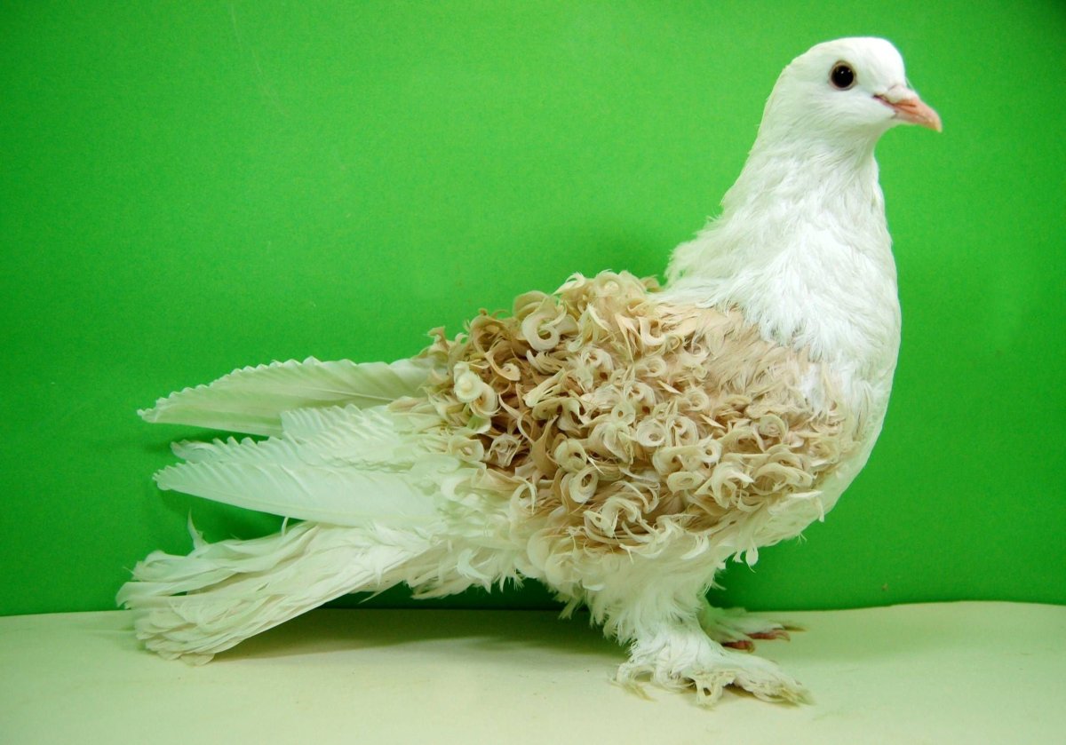 Лысый голубь