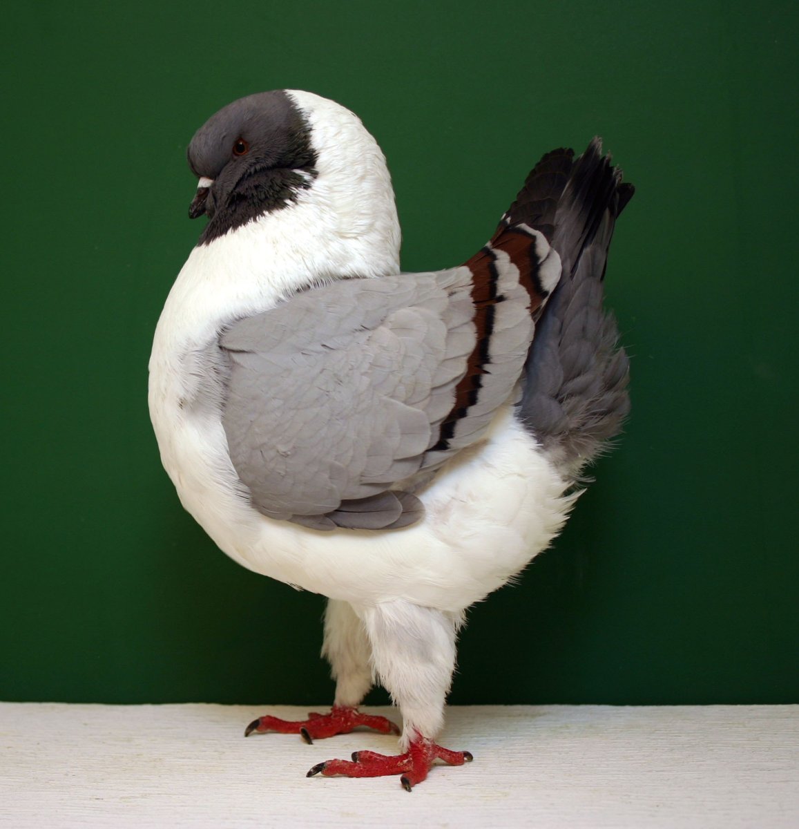 Голубь монах Турман