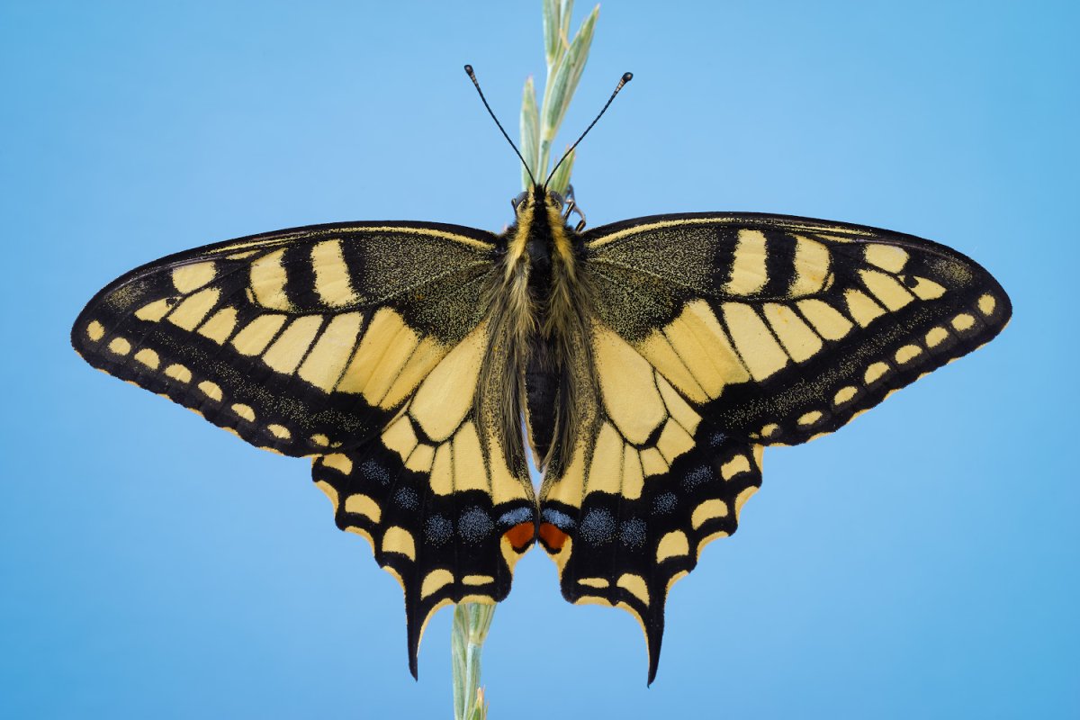 Мадагаскарская бабочка Махаон