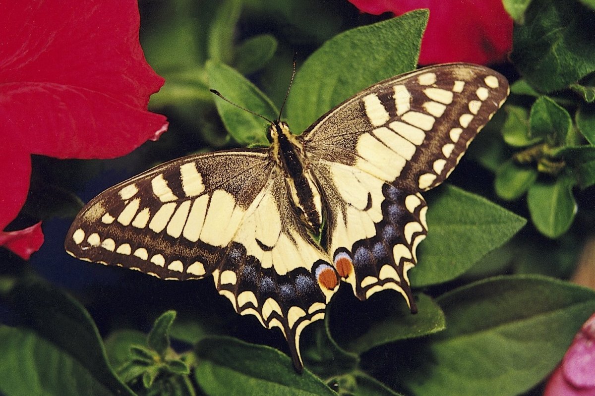 Бабочка с хвостиками на крыльях