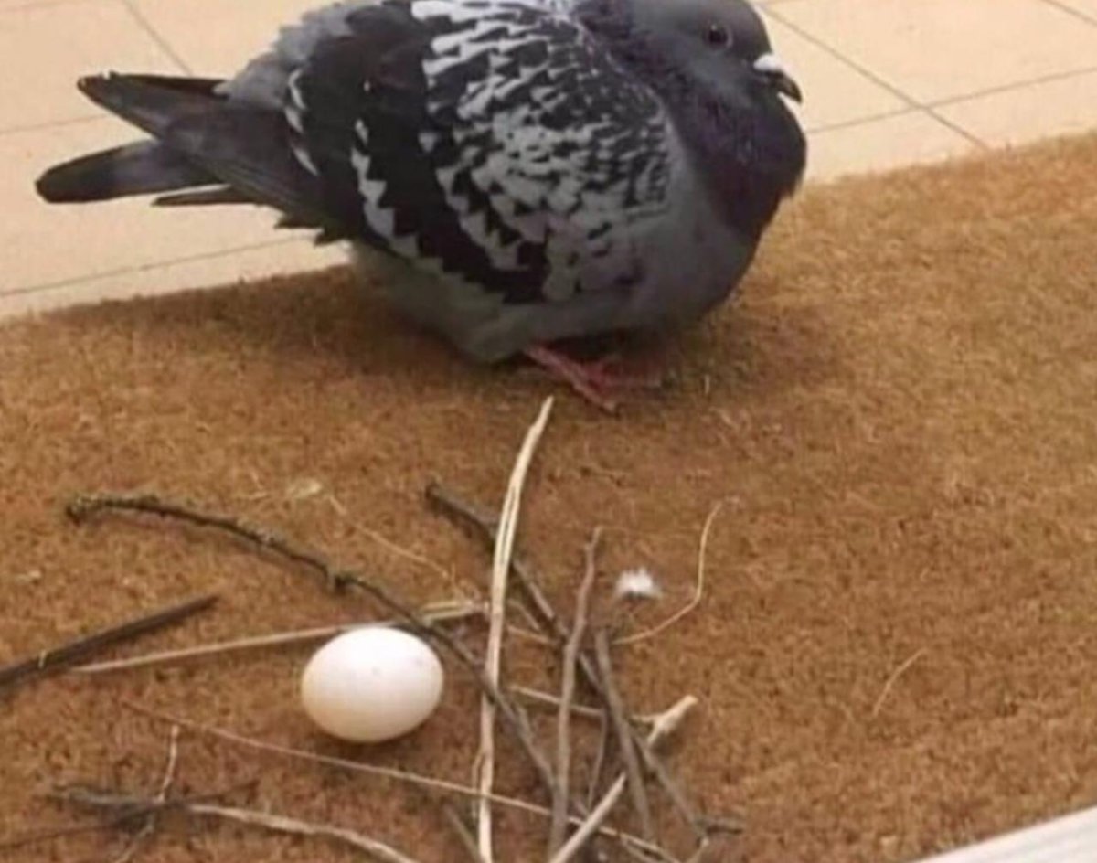 Смешной голубь