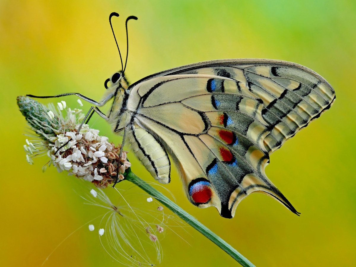 Бабочка Восточный Махаон