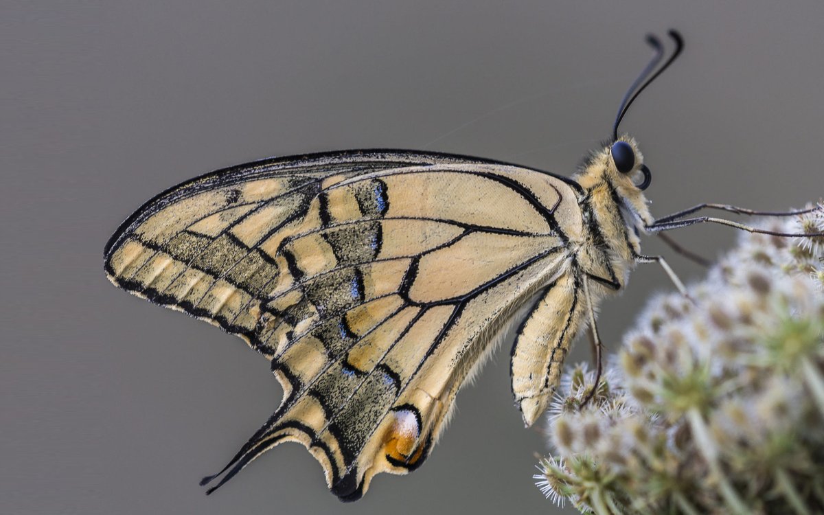 Бабочка Папилио Махаон