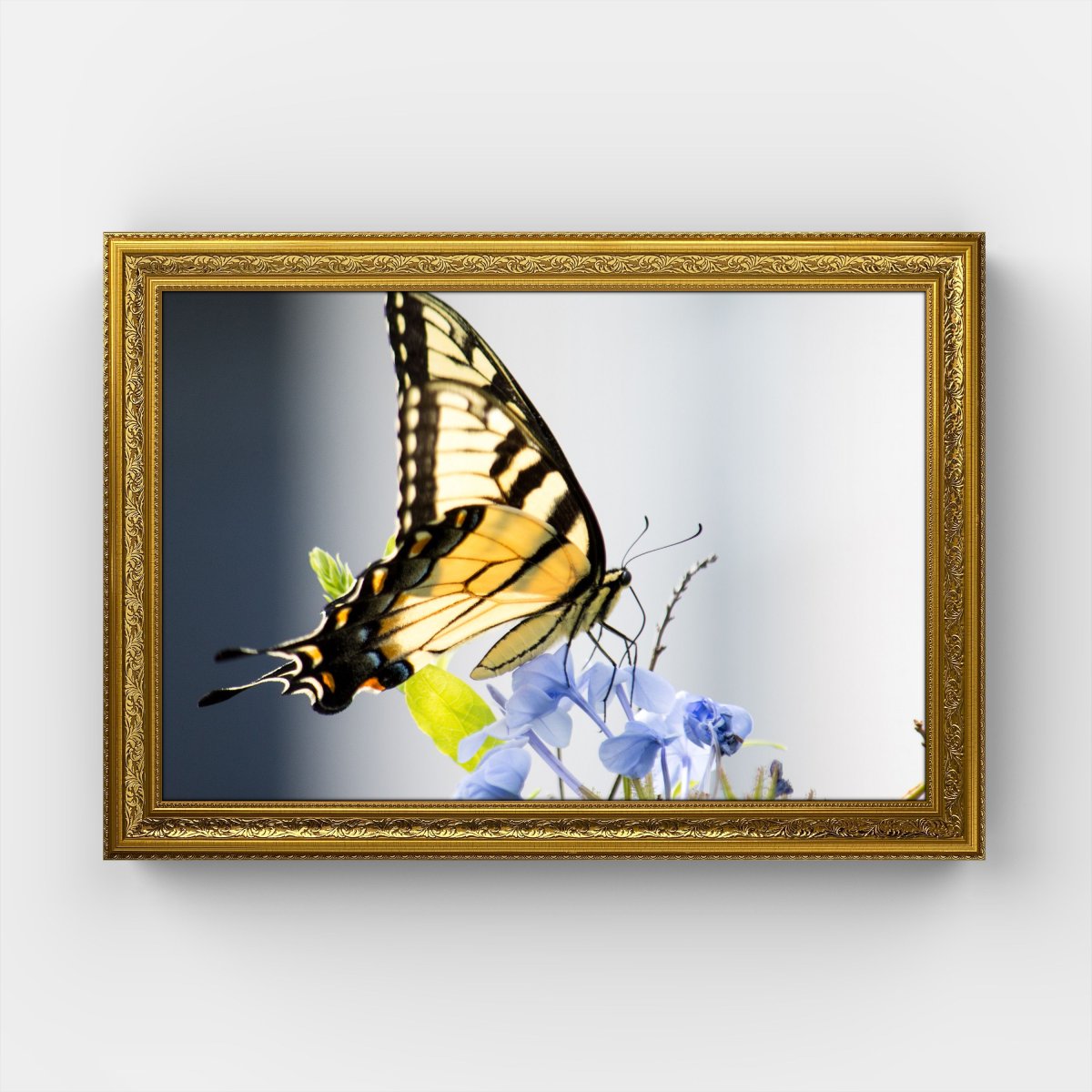 Бабочка Папилио Махаон на белом фоне