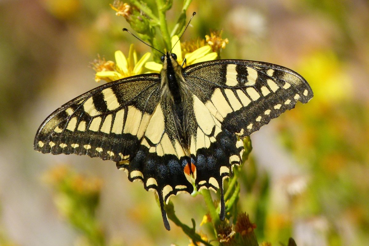 Махаон (Papilio Machaon)