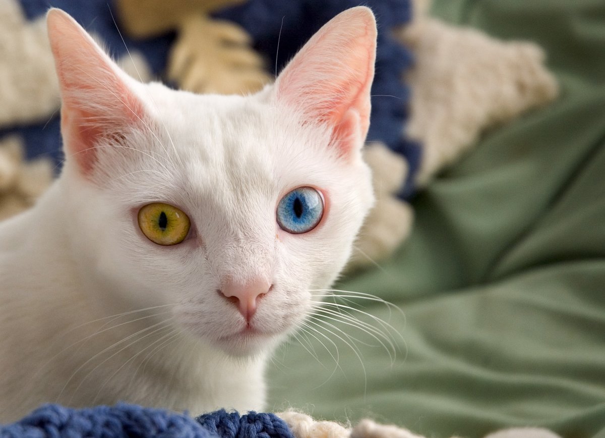 Необычные породистые кошки