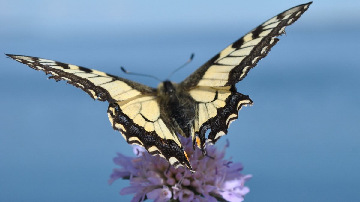 Бабочка Махаон размножение