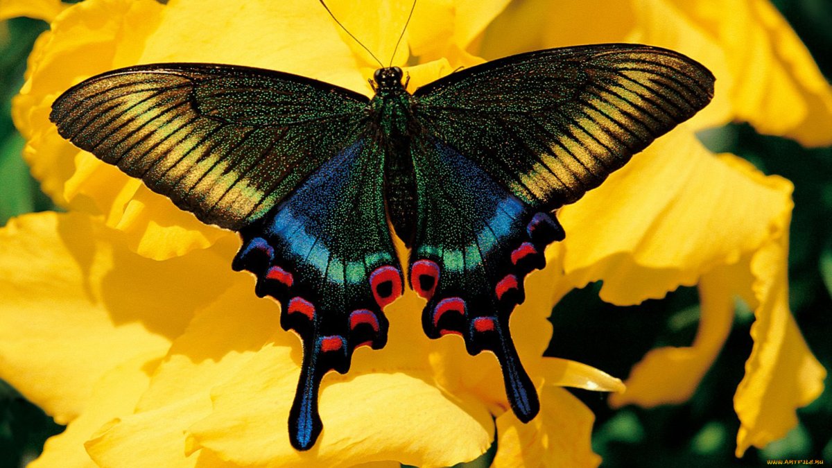 Бабочка парусник Махаон