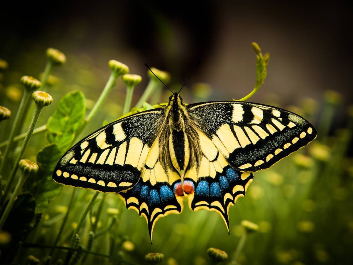 Золотой Махаон