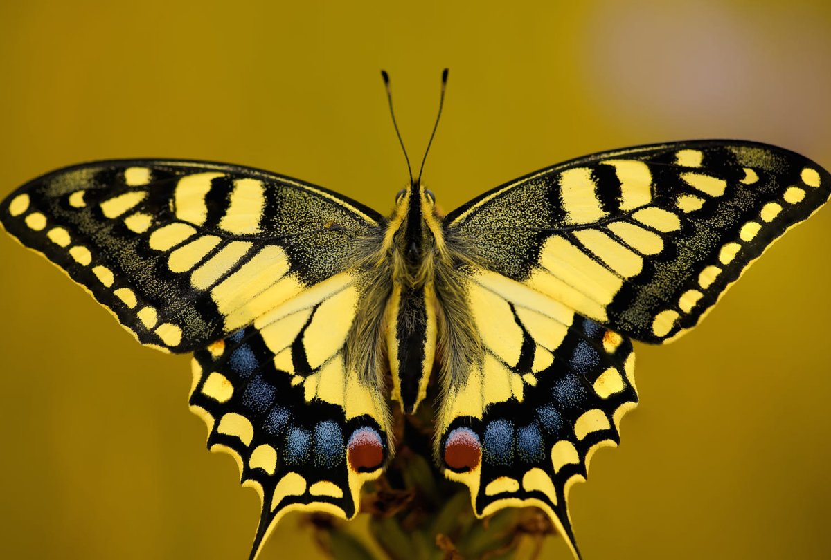 Бабочки средней полосы России