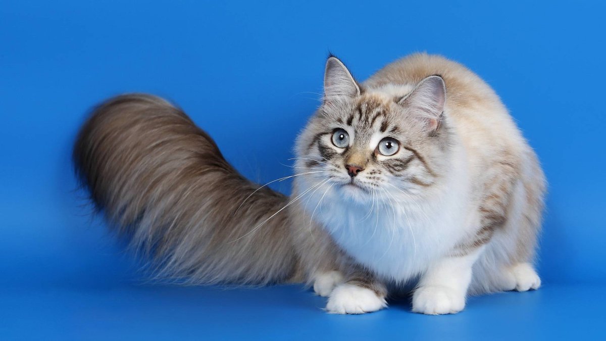 Кошки породы каракал