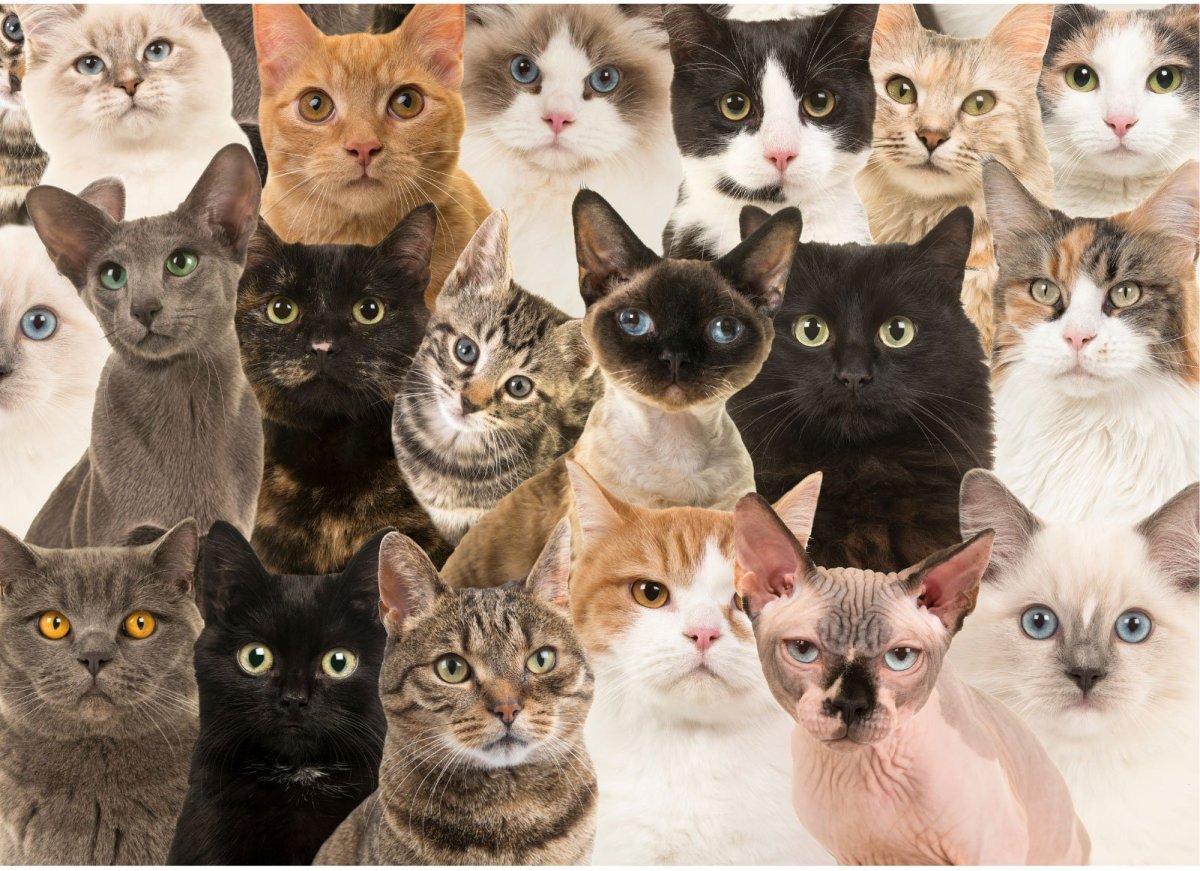 Модные породы кошек