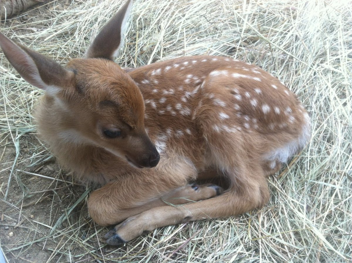 Лань Эстетика