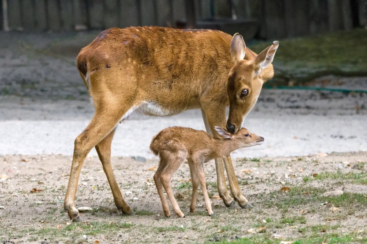 Новорожденный олень