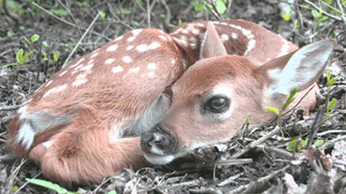 Новорожденные Оленята в логопарке