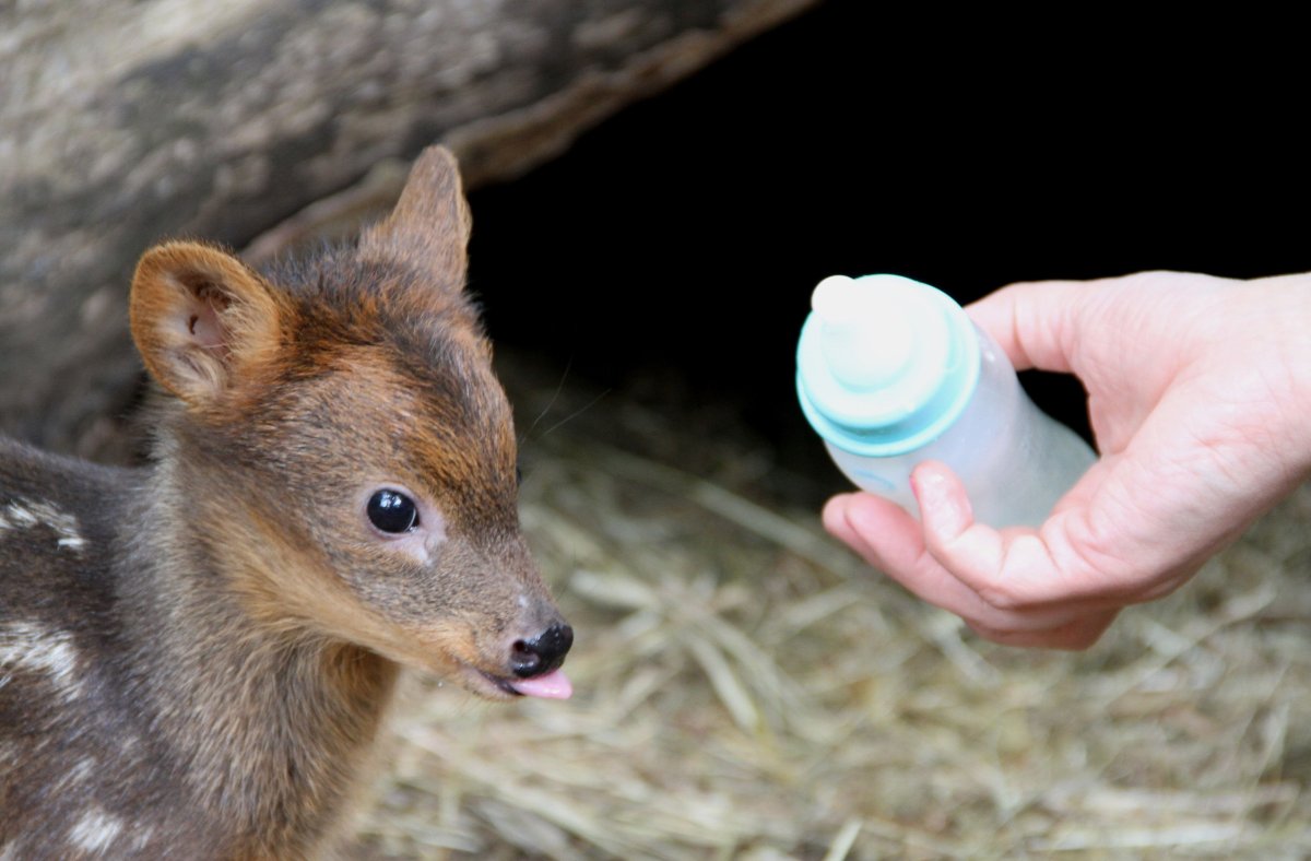 Новорожденный Олененок
