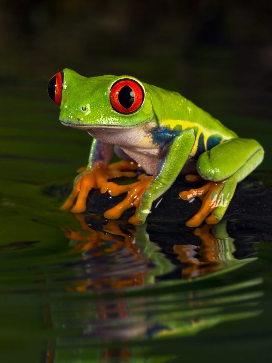 Болотная квакша