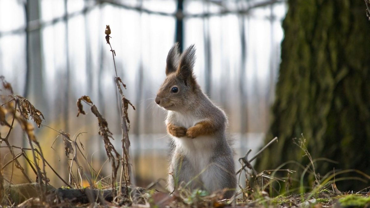 Животные весной в лесу