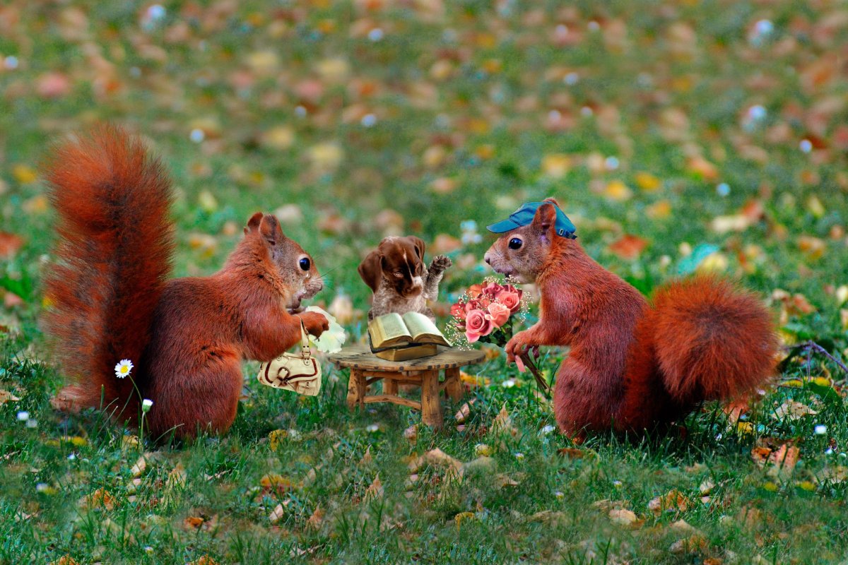 Три белочки