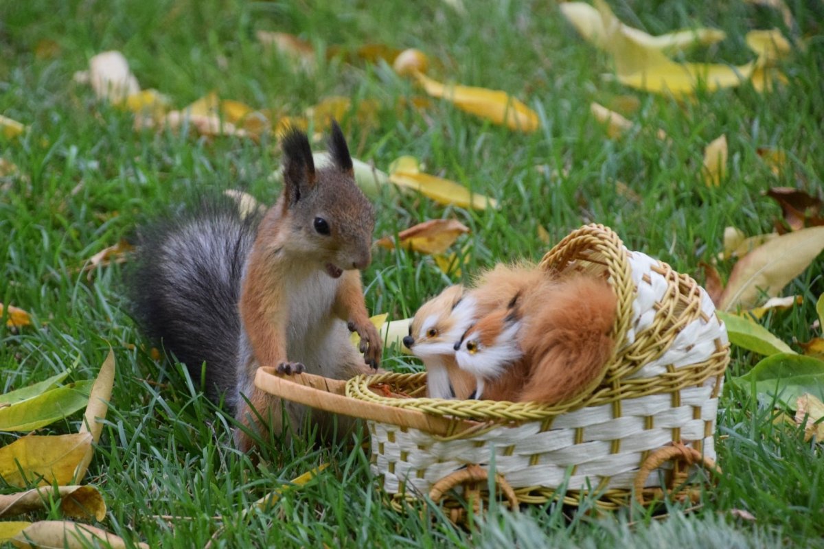 Запасливая Белочка