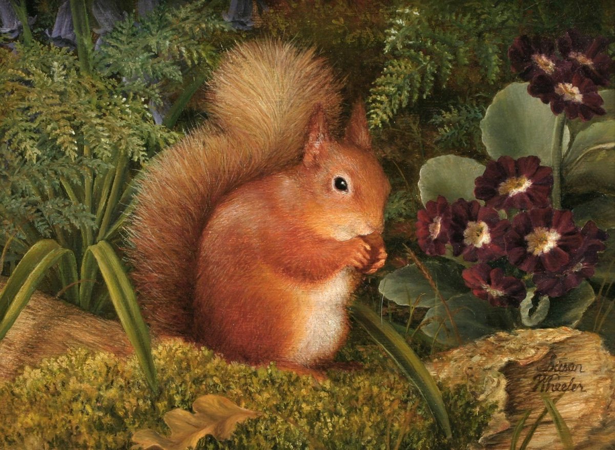 Сьюзен Виллер художник белки