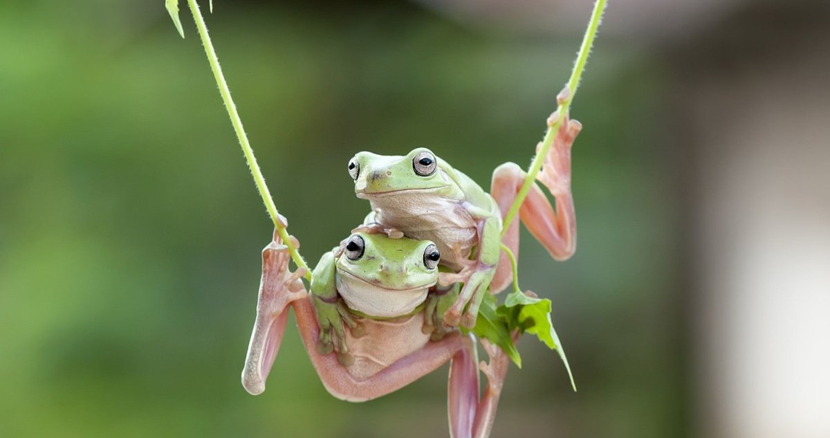 Лягушка с крыльями
