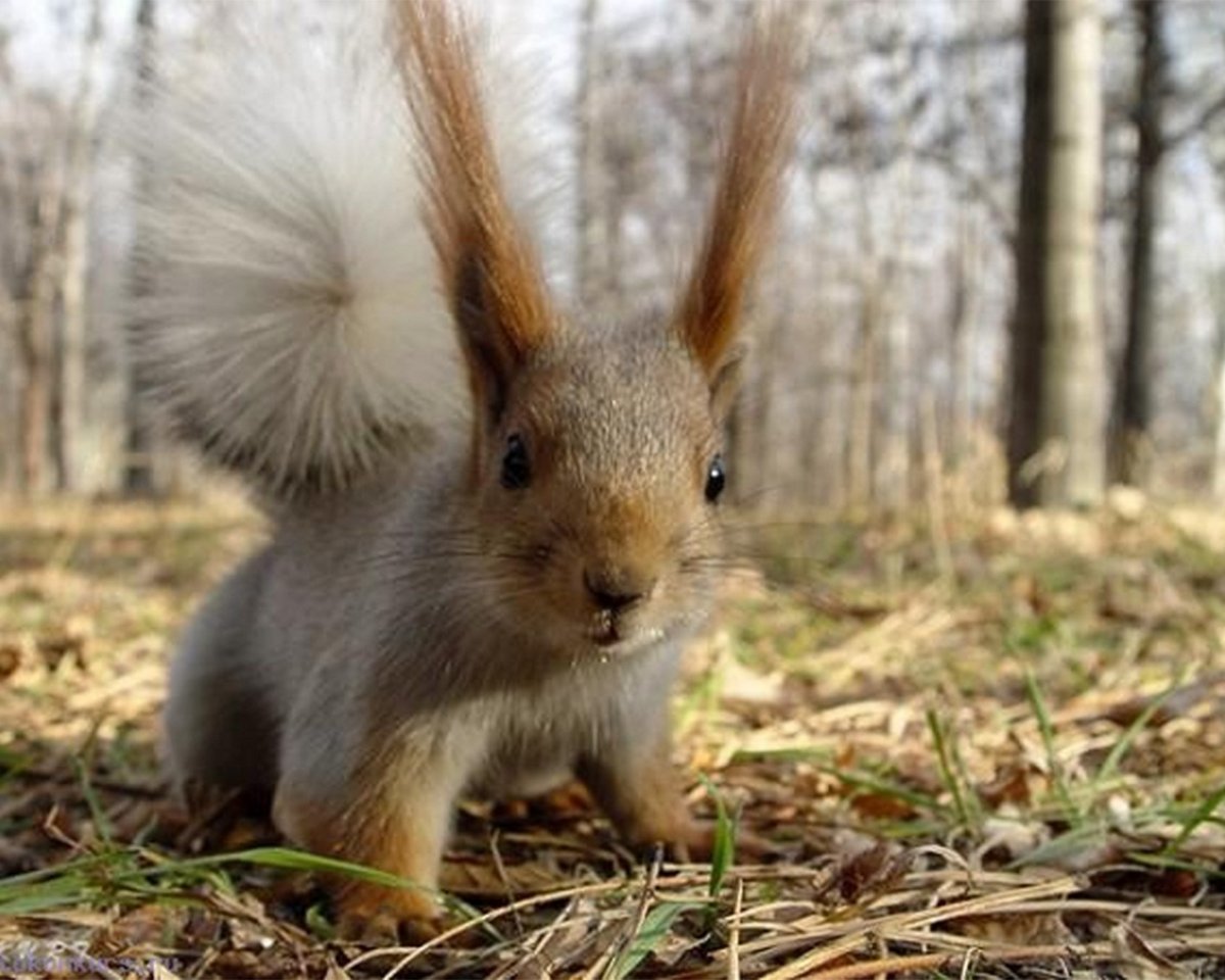 Зайцы и белки