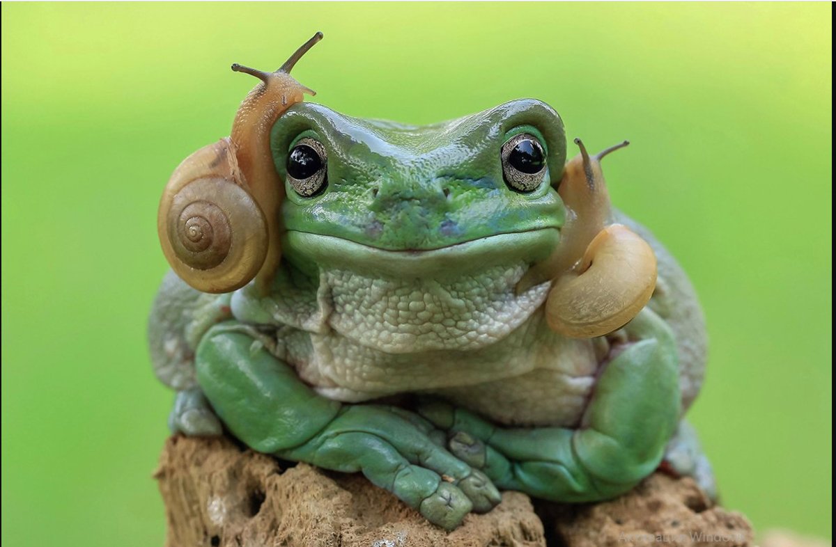 Микро лягух