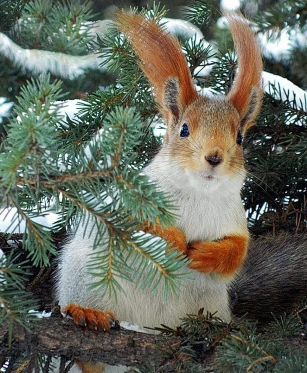 Зимние животные