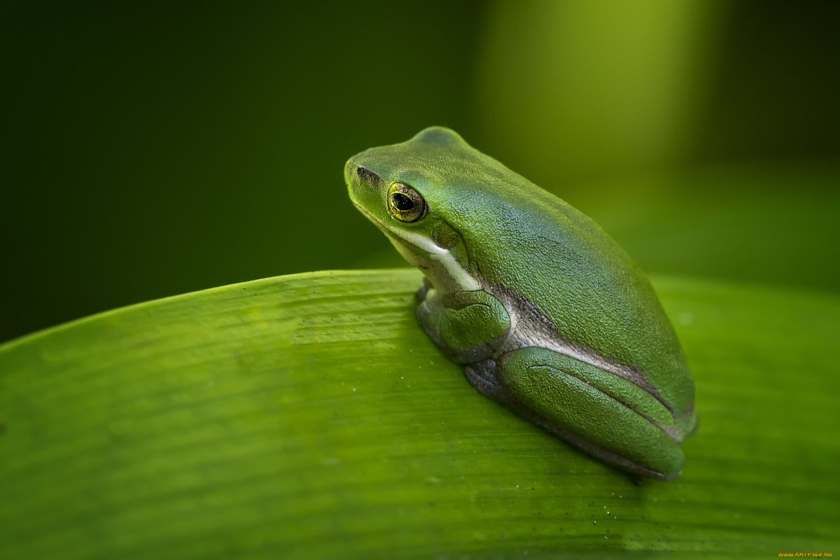 Лягушка квакша зеленая Эстетика