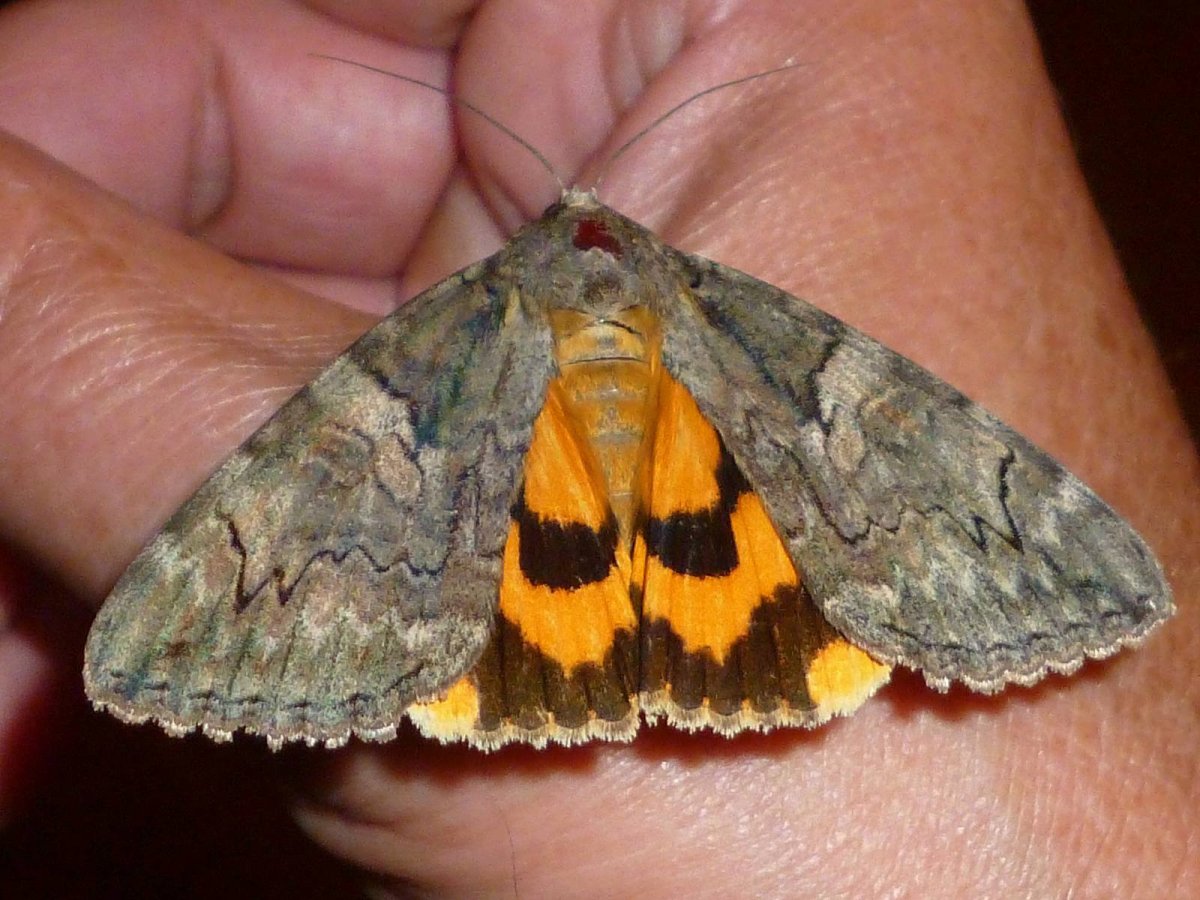 Ночная бабочка голубая орденская лента