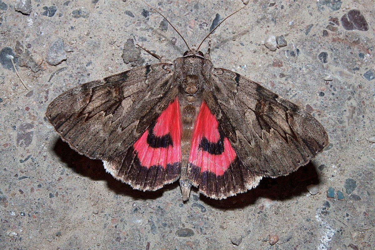 Red Underwing Moth