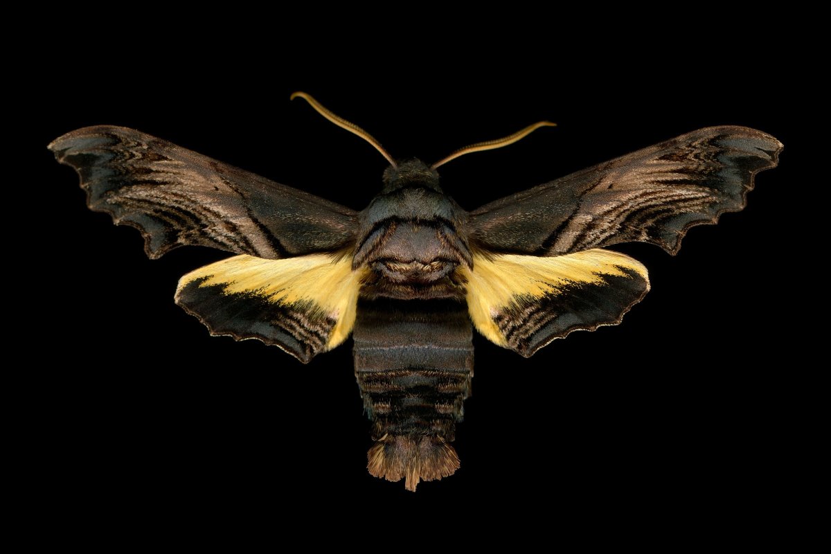 Большой ночной мотылек с крыльями