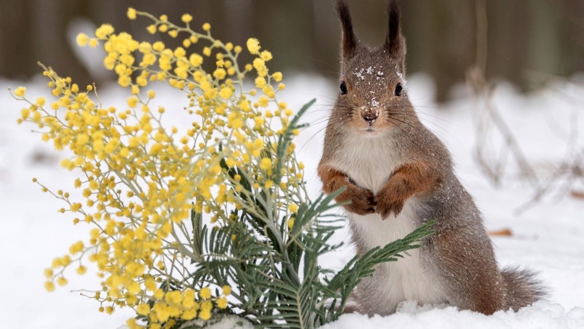 Весна природа животные