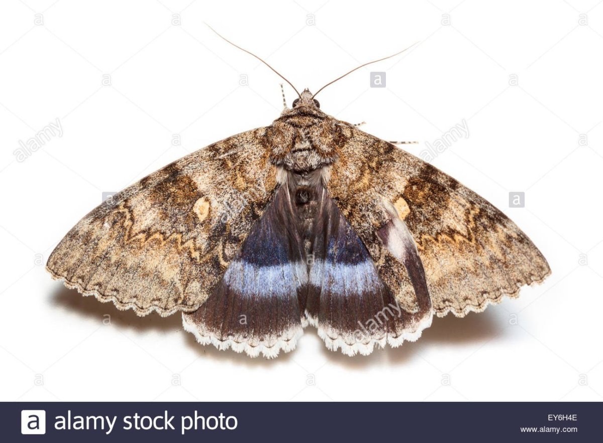 Голубая орденская лента