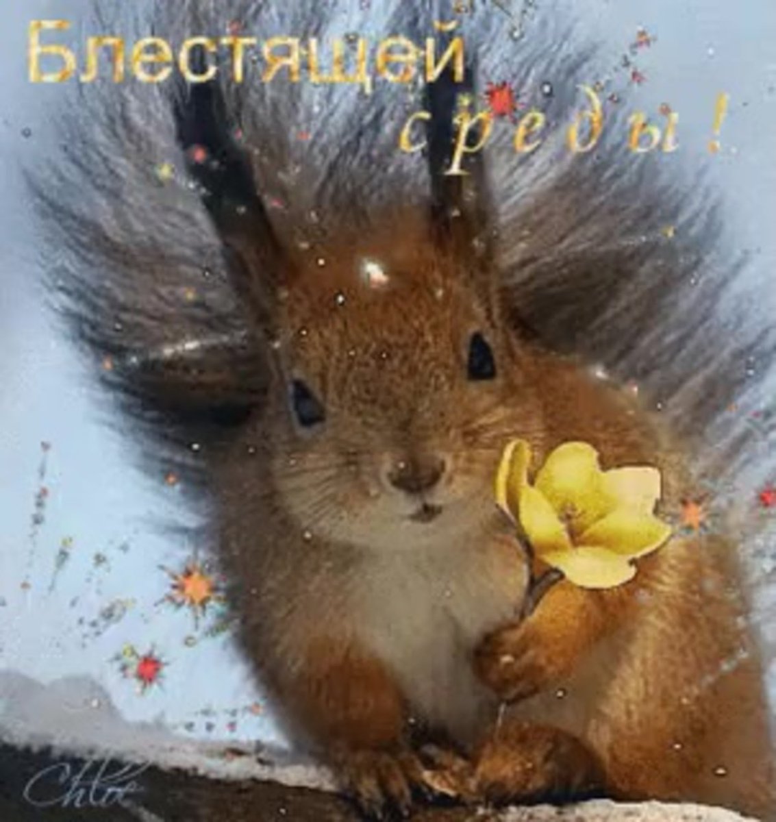 Пожелания с белкой