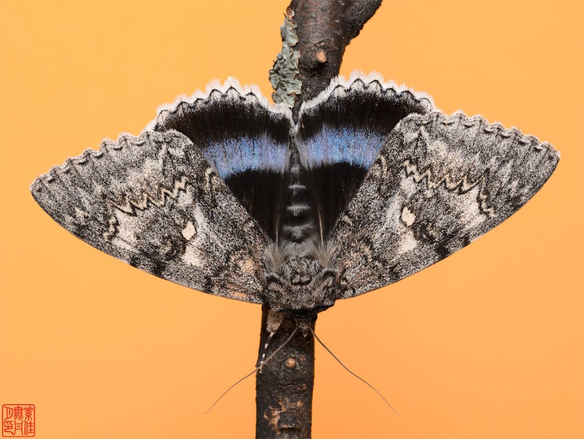 Ленточница Неверная