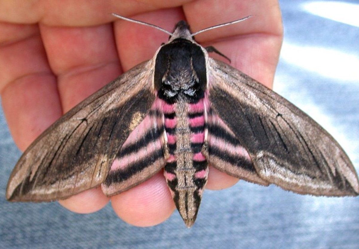 Бабочка голубая орденская